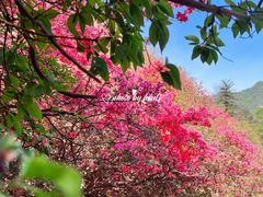 -木兰云雾山