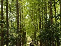 -合肥滨湖国家森林公园