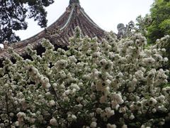 -报恩寺(平武县)