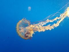 -太平洋海底世界