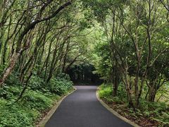 -东平国家森林公园