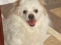 -彩虹桥宠物火化殡葬善终服务(金乐大厦店)