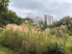 -福田红树林生态公园