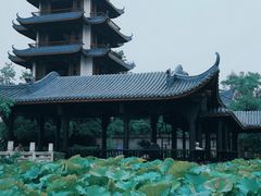 -桂湖森林公园