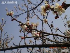 -香雪海