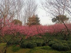 -上海海湾国家森林公园