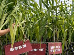 -汉长安城未央宫国家考古遗址公园