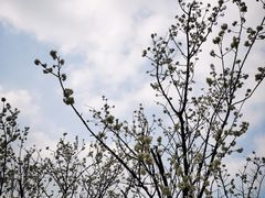 -樱桃山旅游景区