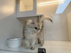 -十月米努特矮脚猫舍