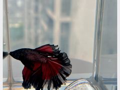 -青石桥花鸟鱼虫市场(叠翠城店)