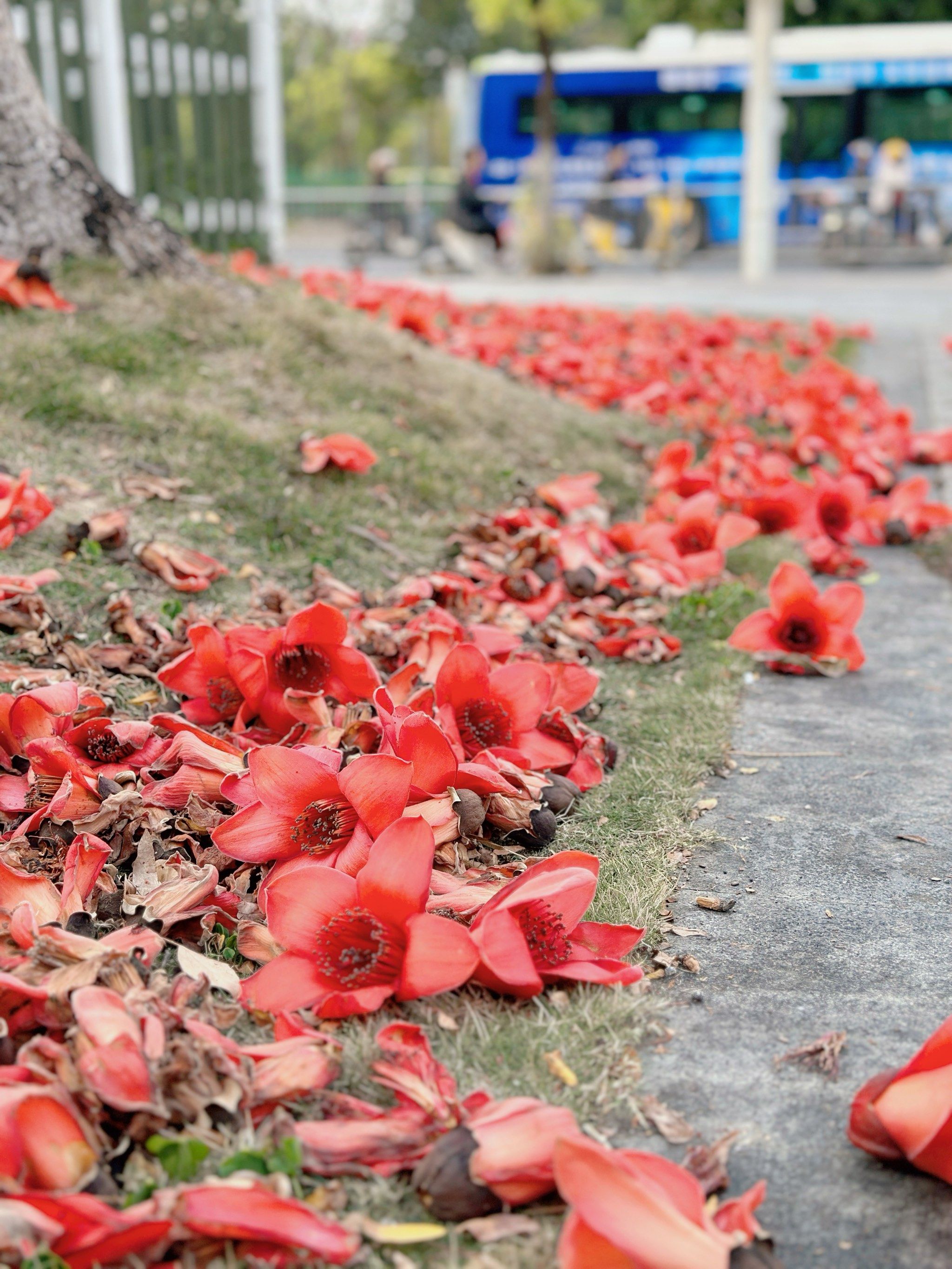 一地落红竟是景
