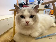 -猫咪派对(江南西店)