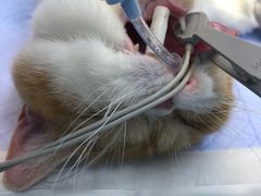 -关爱宠物医院·猫科中心·消化科(滨湖万达分院)
