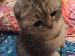 -德元·美联众合24小时动物医院(总院)