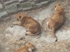 -大连森林动物园