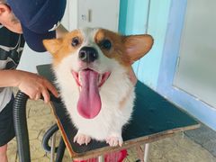 -汪说喵讲宠物乐园宠物酒店(红星美凯龙店)