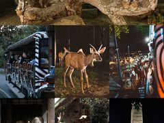 -清迈夜间动物园