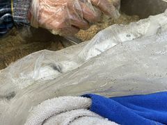 -叶氏麻糍(鼓浪屿店)