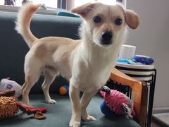 -伟伟宠物医院·CT影像中心·瑞派犬猫综合性门诊(汉口总院)