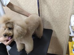 -优缇多格专业宠物美容师培训学校