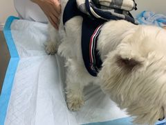 -喜多萌中农锦绣动物医院24H·猫科·牙科MRI·CT