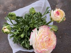 -龙大花卉苗木市场