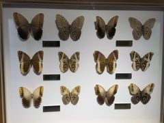 -上海昆虫博物馆