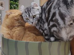 -藏猫猫咖啡主题馆(中央大道店)