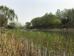 -大兴滨河森林公园