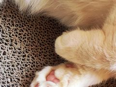 -猫咖时代(中山亭店)