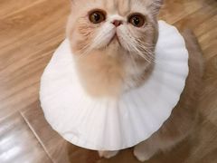 -滚猫咖啡·猫咖·猫友好撸猫(未来城店)