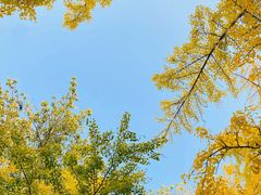 -三里屯东五街银杏大道