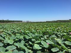 -天津东丽湖风景区