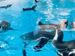 -帝企鹅自助餐厅•儿童岛•真企鹅(长隆企鹅酒店)