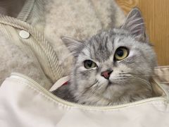 -宠颐生宠物医院·心肾内科·猫专科诊疗中心宠巢店