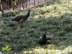 -成都大熊猫繁育研究基地