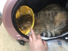 -伟伟宠物医院·CT影像中心·瑞派犬猫综合性门诊(汉口总院)