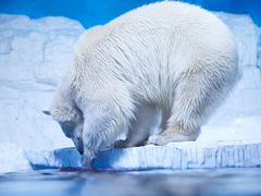 -大连老虎滩海洋公园