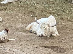 -石家庄市动物园