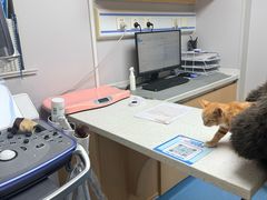 -宠颐生宠物医院·异宠猫科内科·诊疗中心宠巢店