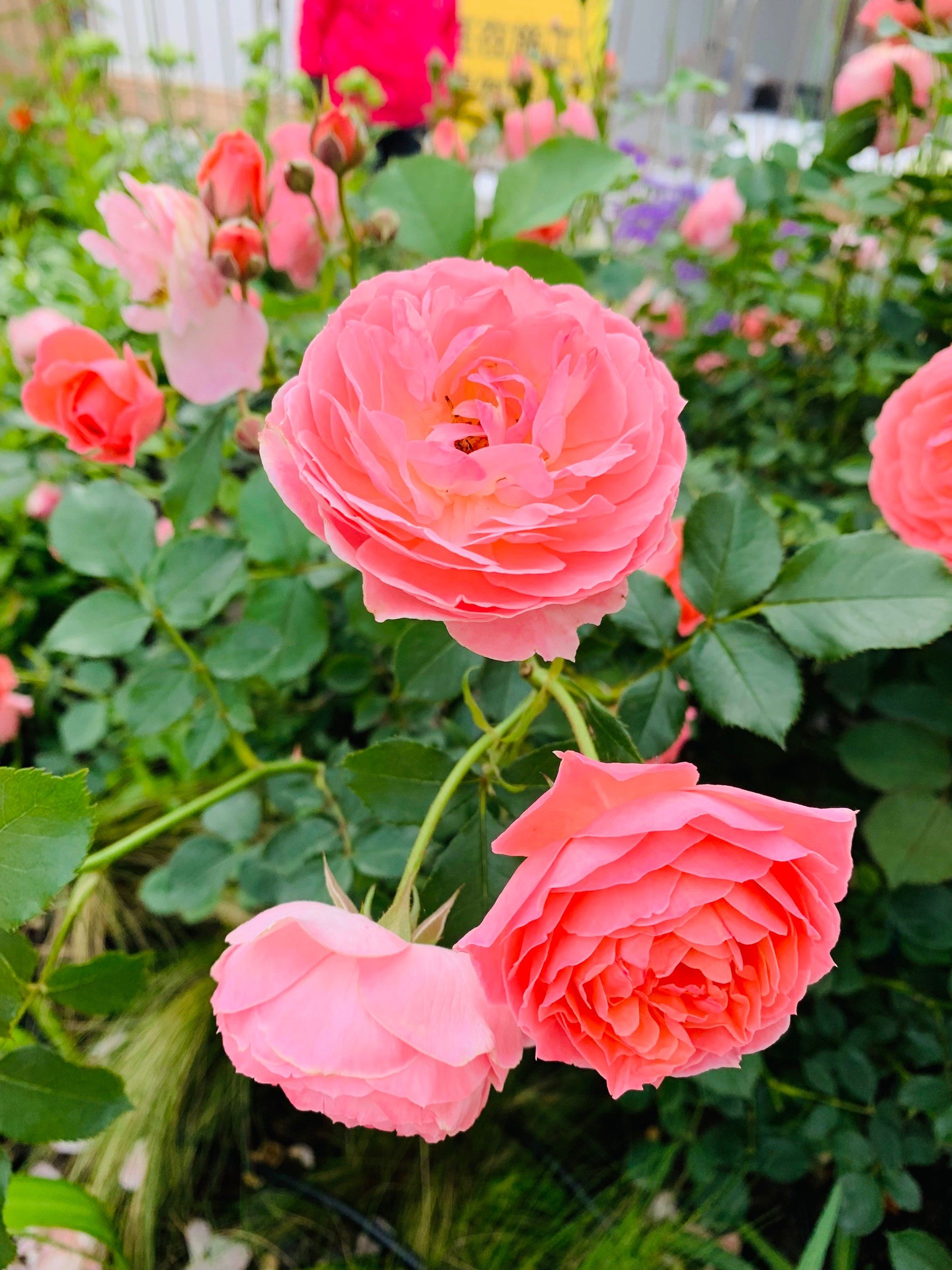 粉色的月季花也非常的漂亮