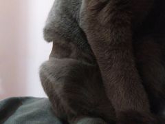 -创凡宠物医院·骨专科  猫科中心(西乡分院)
