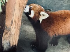 -武汉动物园