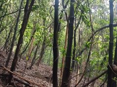 -南山植物园