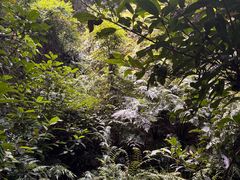 -南宁良凤江国家森林公园