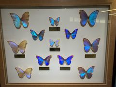 -上海昆虫博物馆