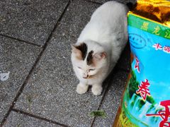 -嘉善老市