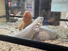 -酷以爬仙阁实体爬宠店·守宫·蜥蜴·专业繁育