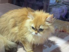 -FAELING PETS美天灵宠物(富力广场店)