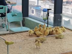 -怪兽屋·羊驼·猫咖·狗咖(俊华广场店)